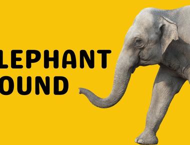 What Does An Elephant Sound Like