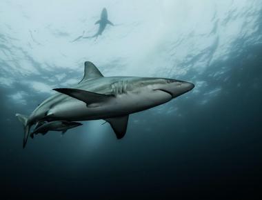What Does A Shark In A Dream Mean